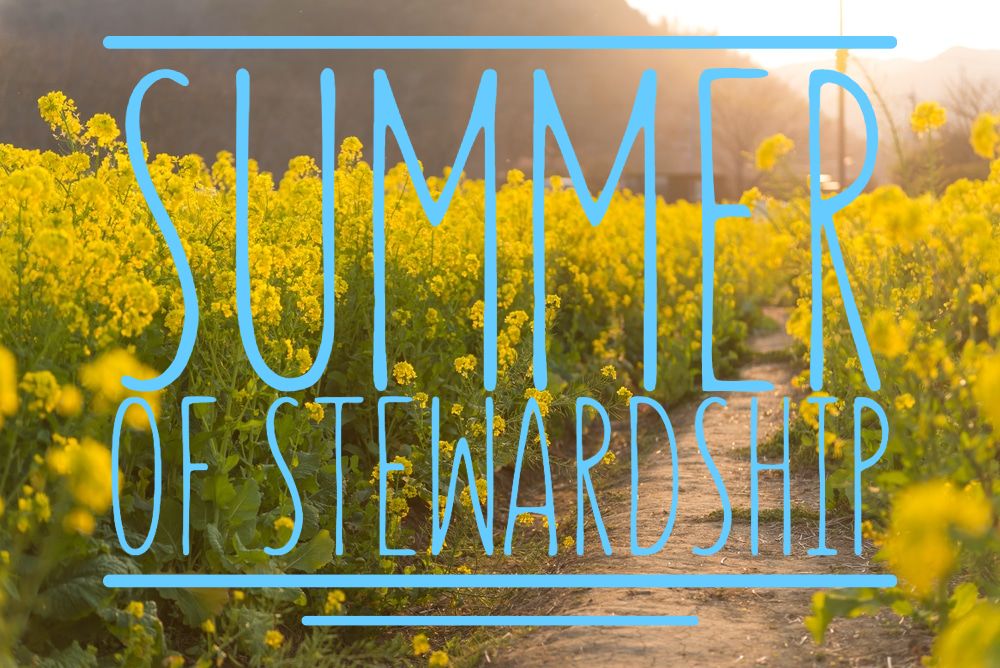 Rape blossom field and text "Summer of Stewardship"