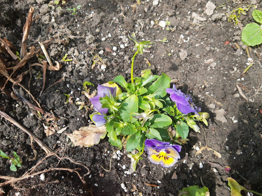 Purple Pansy